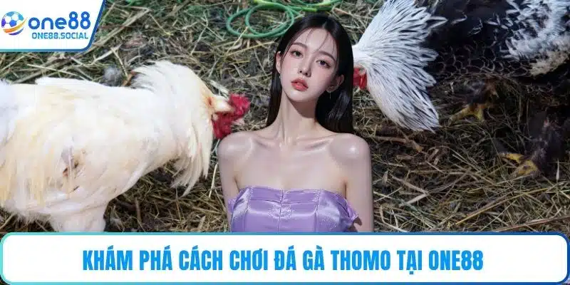 Khám phá cách chơi đá gà Thomo tại ONE88